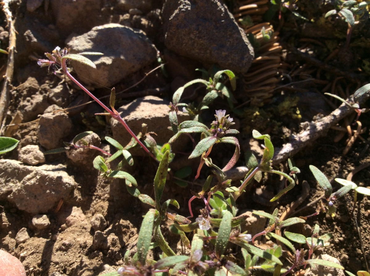 Phacelia racemosa