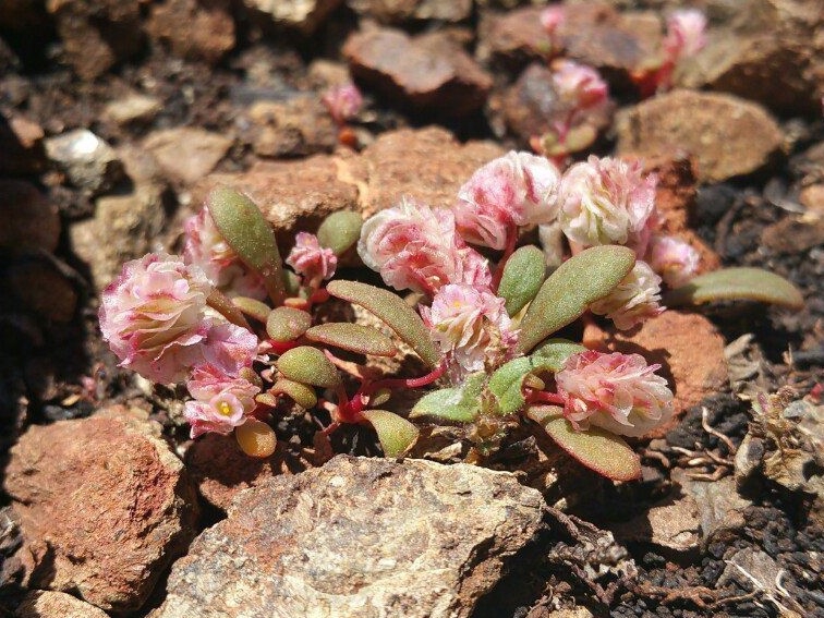 Calyptridium quadripetalum