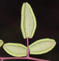 Pellaea andromedaefolia
