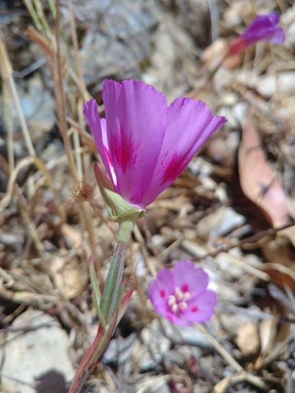 Clarkia amoena ssp. huntiana