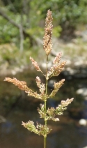 Agrostis semiverticillatus