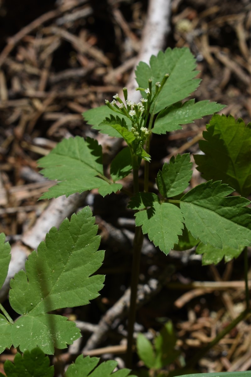 Osmorhiza occidentalis