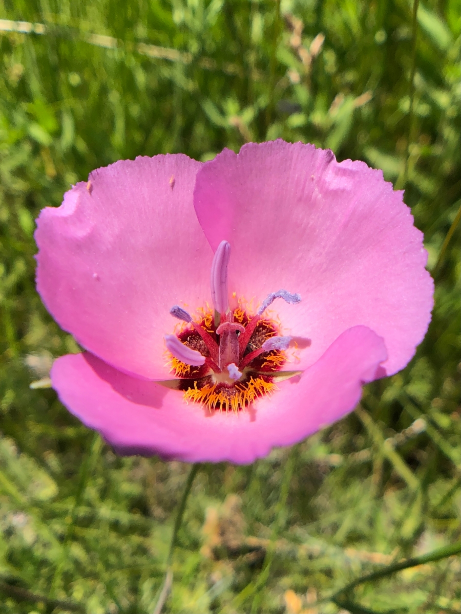 Calochortus palmeri var. palmeri