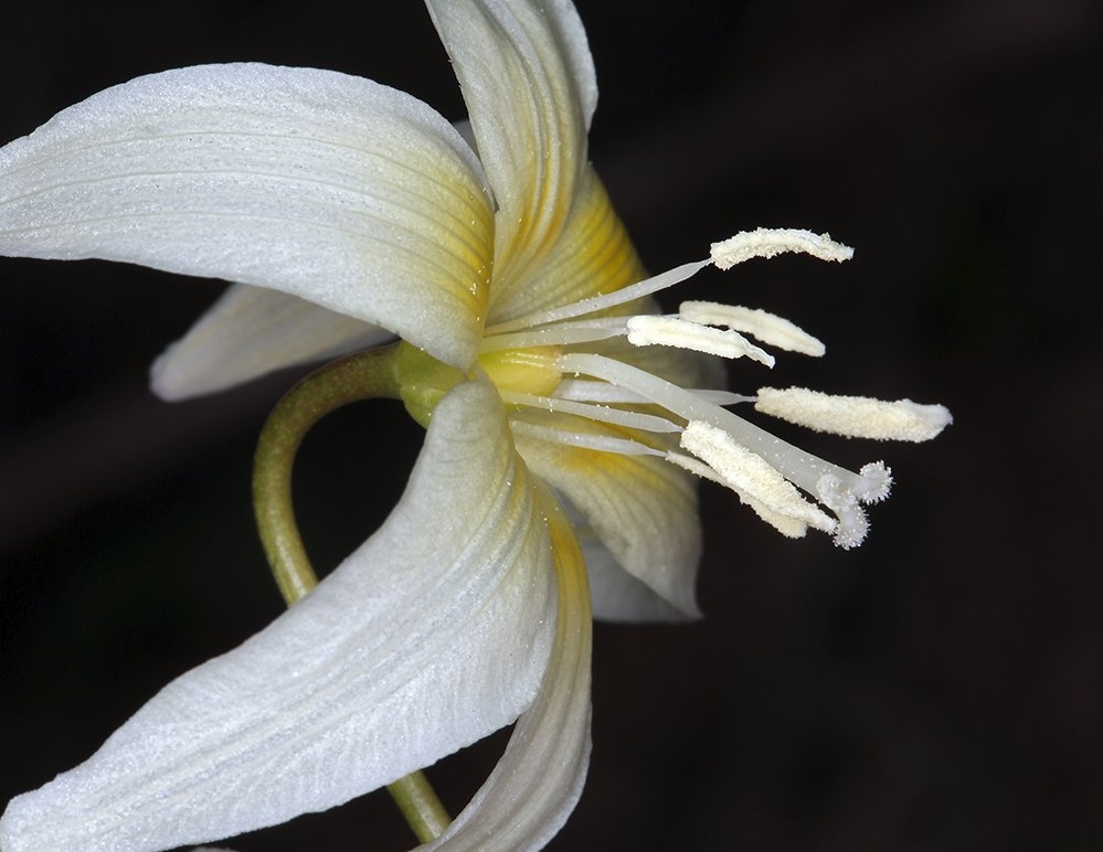 Erythronium californicum