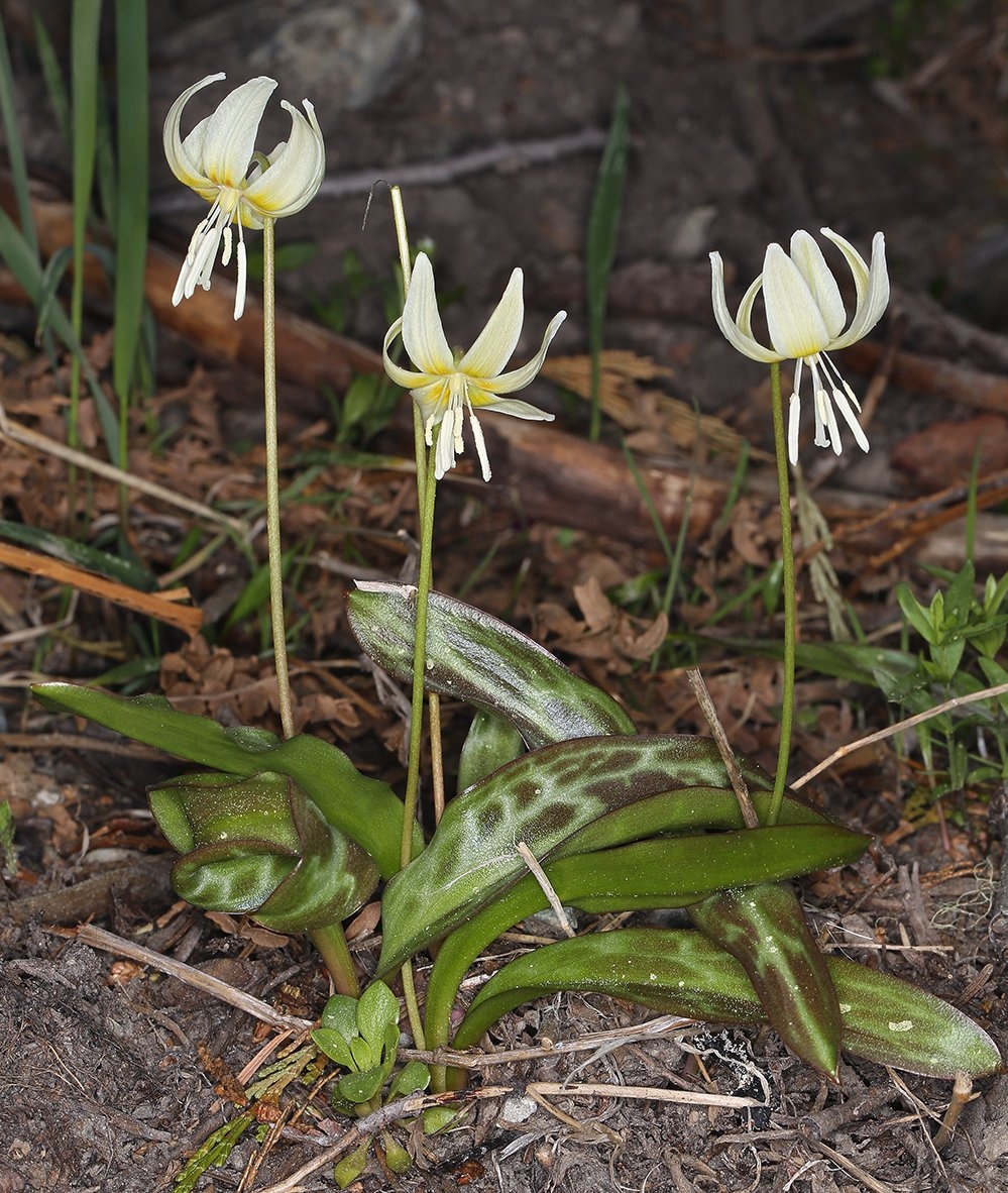 Erythronium californicum