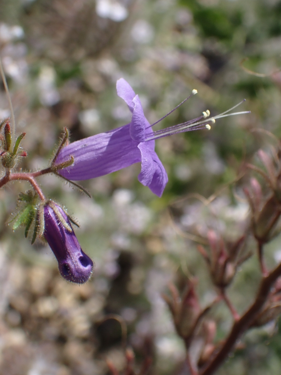 Phacelia minor