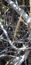 Festuca dertonensis