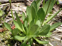 Dodecatheon alpinum