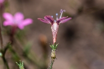 Navarretia sinistra ssp. pinnatisecta