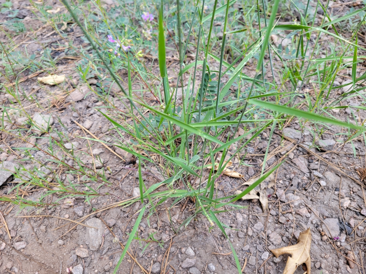 Elymus stebbinsii