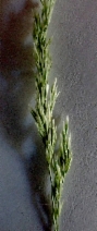 Agrostis diegoensis