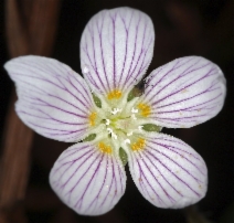 Oxalis oregana