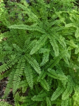 Adiantum aleuticum