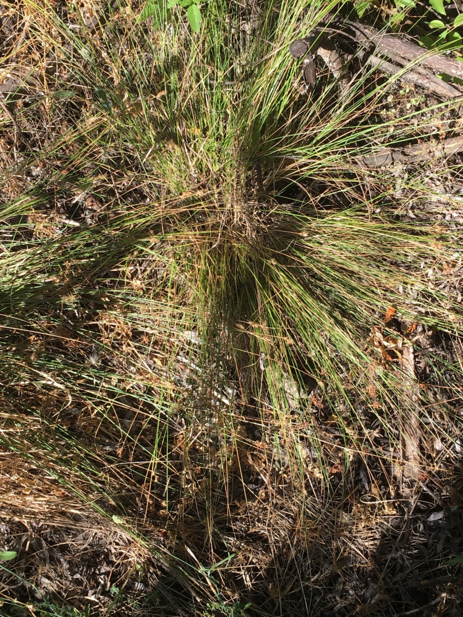 Carex gracilior