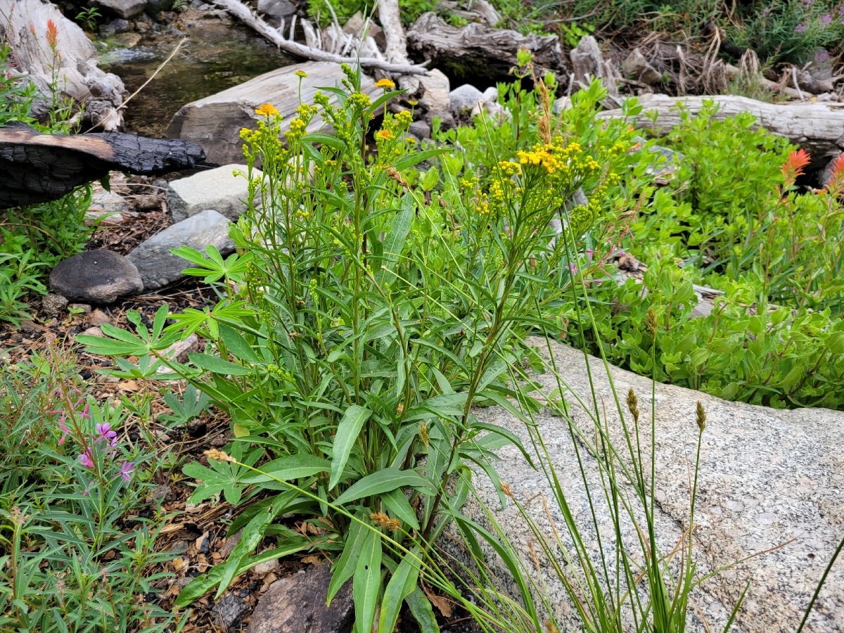 Solidago confinis