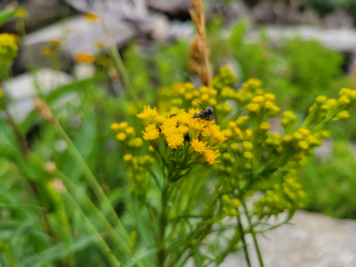 Solidago confinis