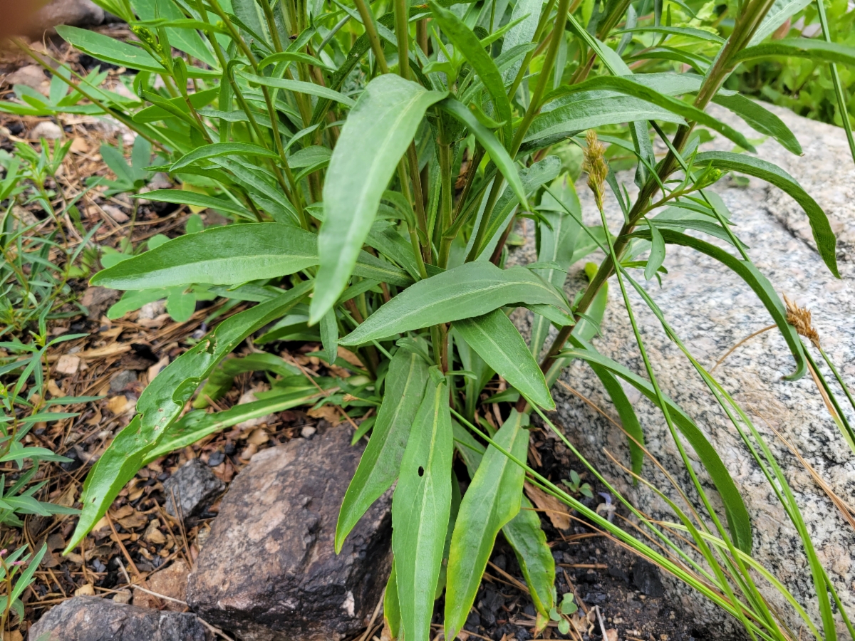 Solidago confinis