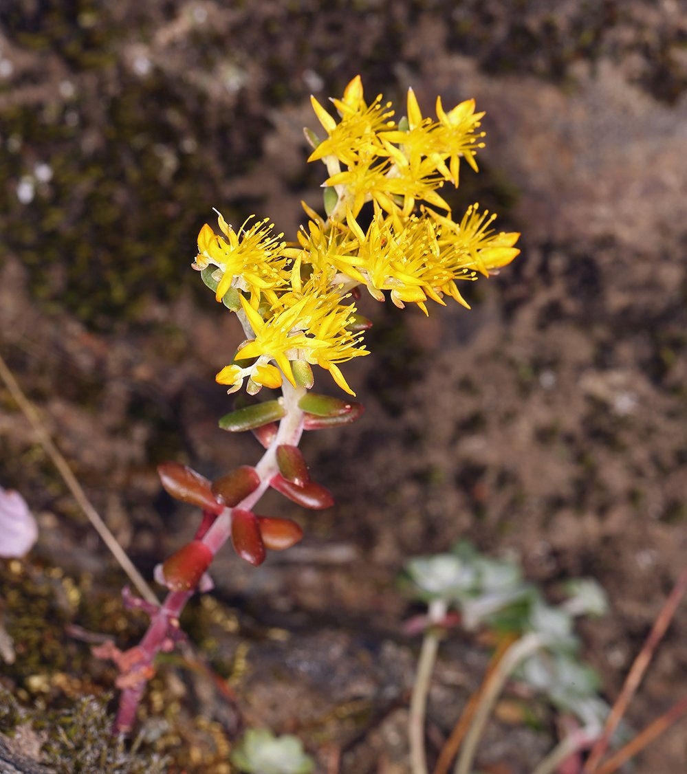 Sedum spathulifolium