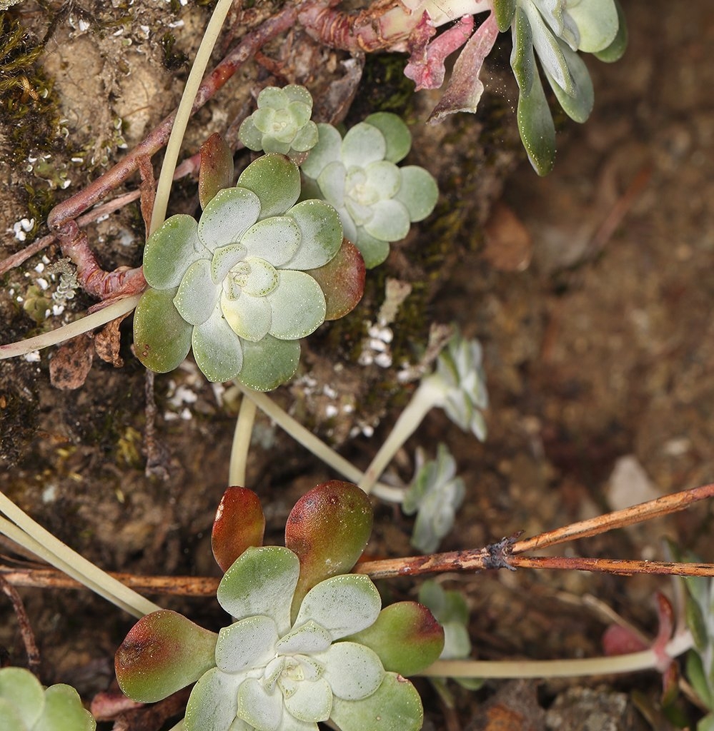 Sedum spathulifolium