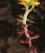 Sedum spathulifolium