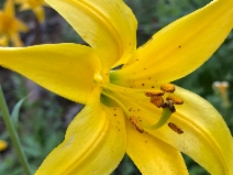 Lilium parryi