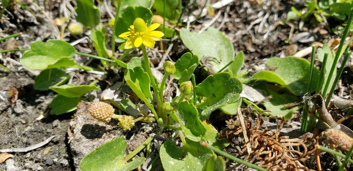 Ranunculus cymbalaria