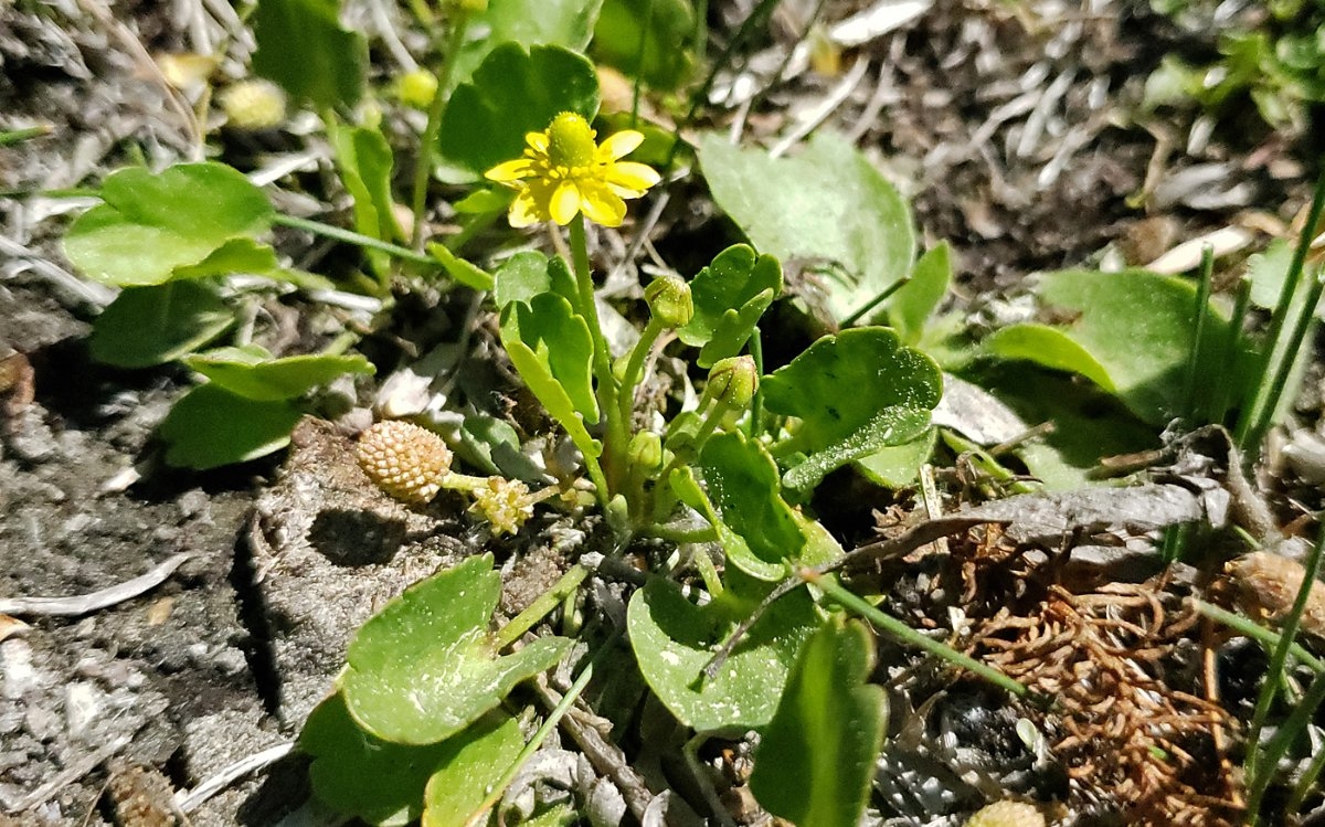 Ranunculus cymbalaria