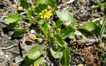 Ranunculus cymbalaria var. saximontanus