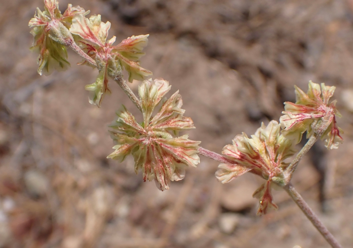 Eriogonum saxatile