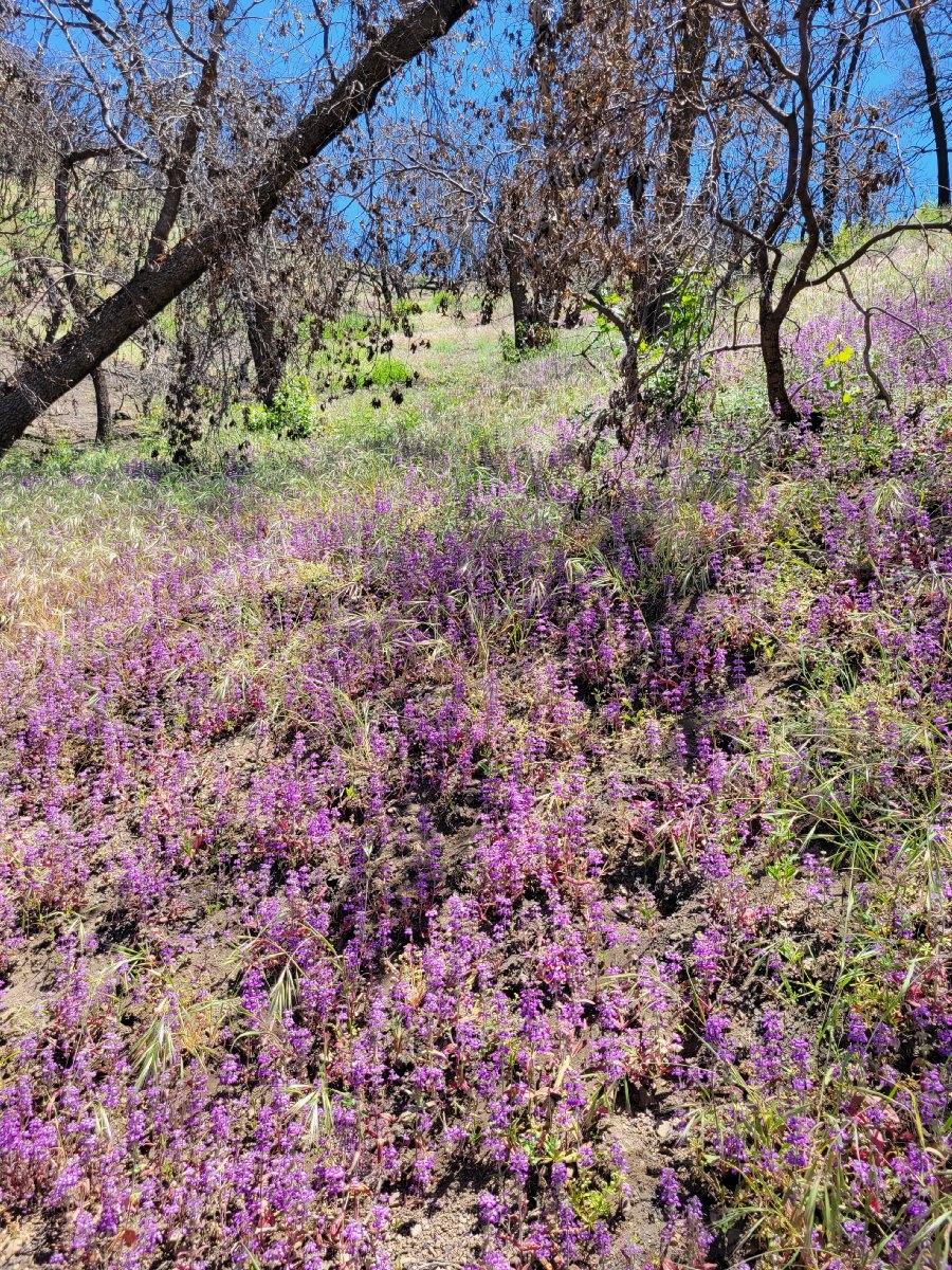 Collinsia heterophylla var. austromontana