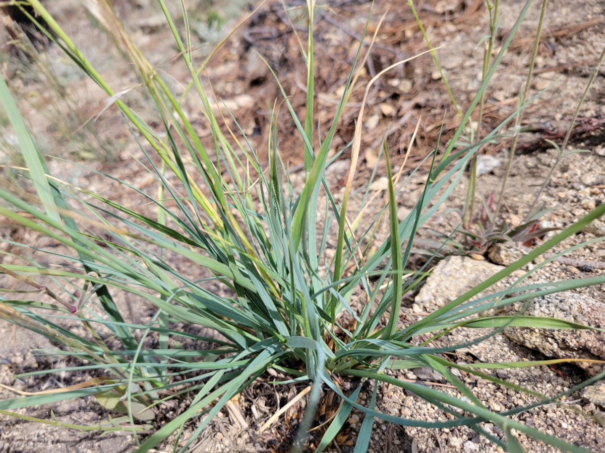 Stipa parishii var. parishii