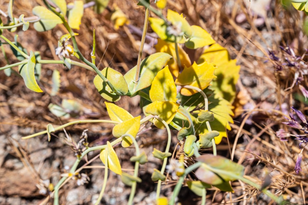 Streptanthus hesperidis