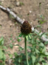 Rudbeckia occidentalis