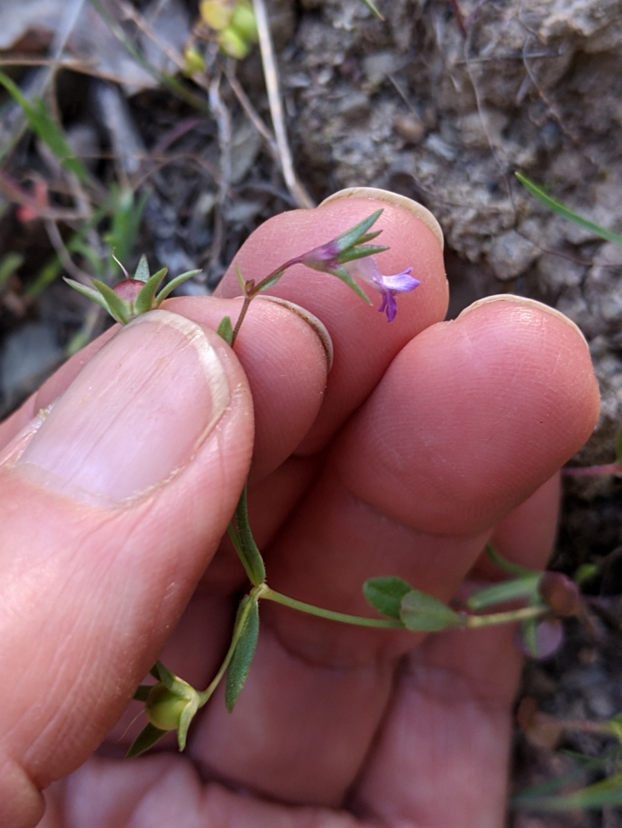 Collinsia sparsiflora var. collina