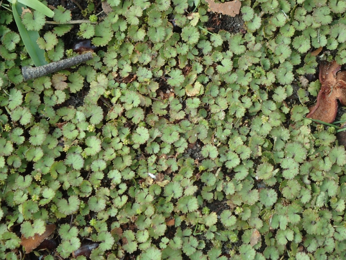 Hydrocotyle moschata