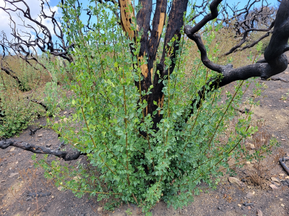 Fraxinus dipetala