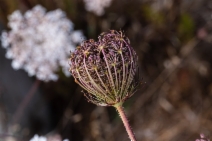 Daucus carota