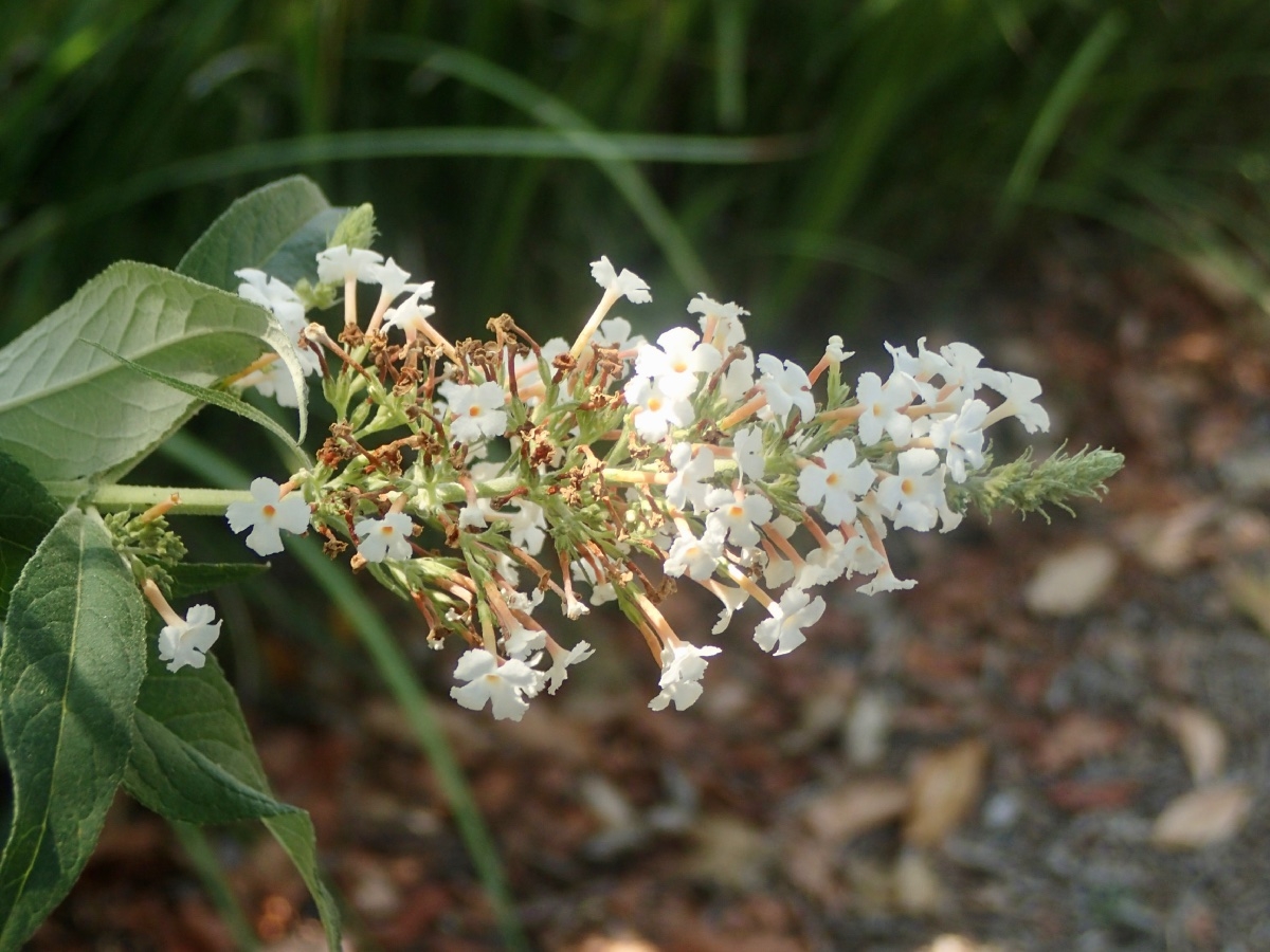 Buddleja davidii