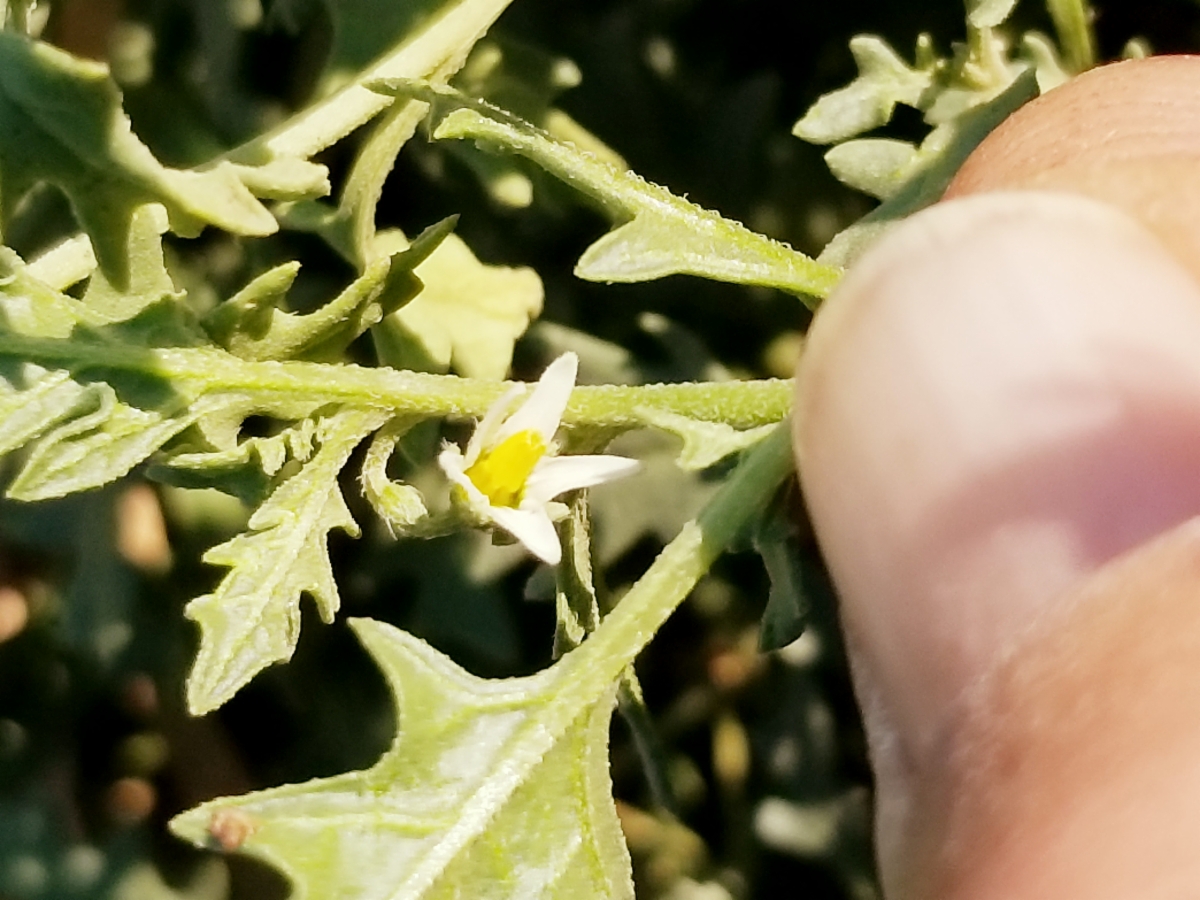 Solanum triflorum