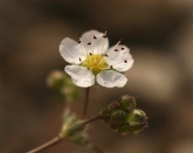 Ivesia santolinoides