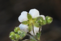 Ivesia santolinoides