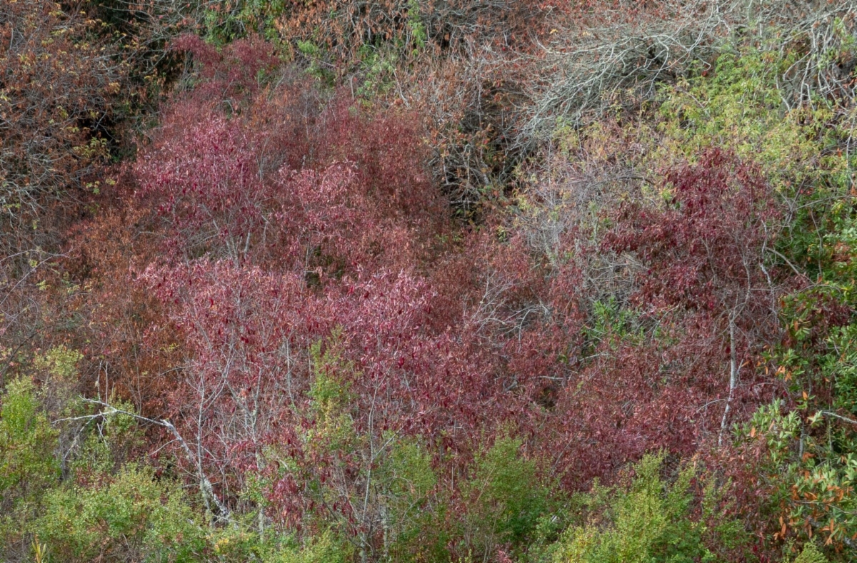 Cornus glabrata