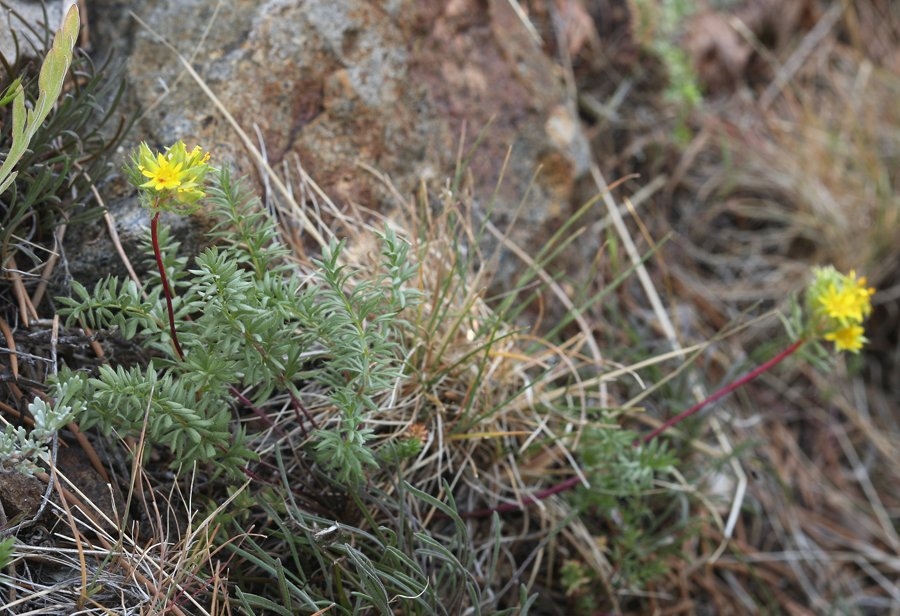 Ivesia webberi