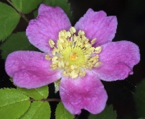 Rosa gymnocarpa var. gymnocarpa