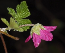 Rubus spectabilis var. franciscanus