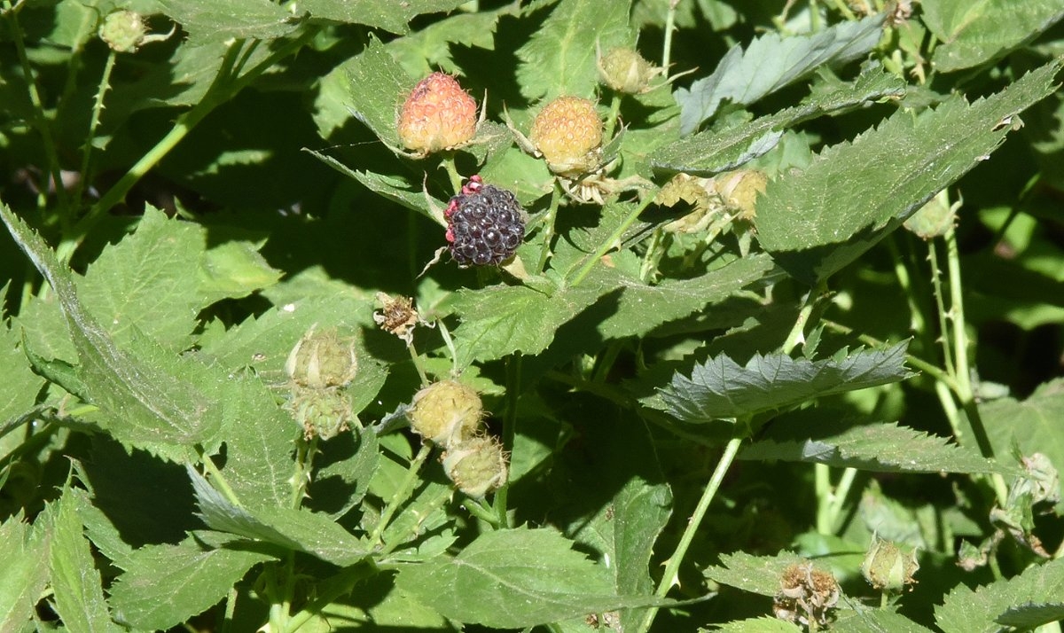 Rubus leucodermis