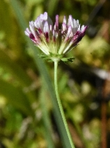 Trifolium wormskioldii