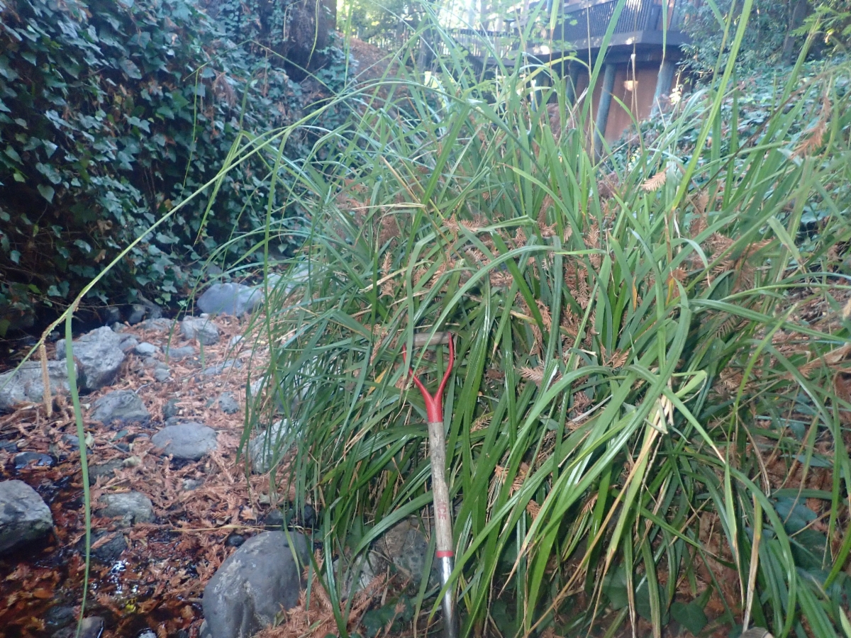 Carex pendula