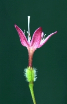 Kelloggia galioides