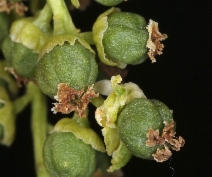 Populus fremontii ssp. fremontii